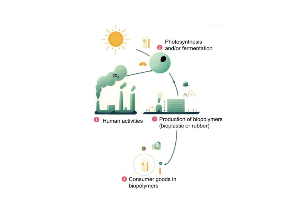 Projet ECOPOLYM