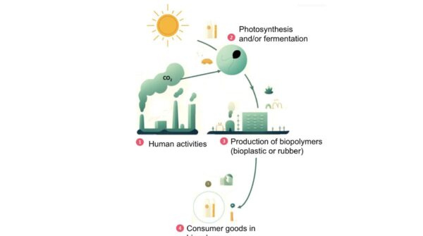 Projet ECOPOLYM